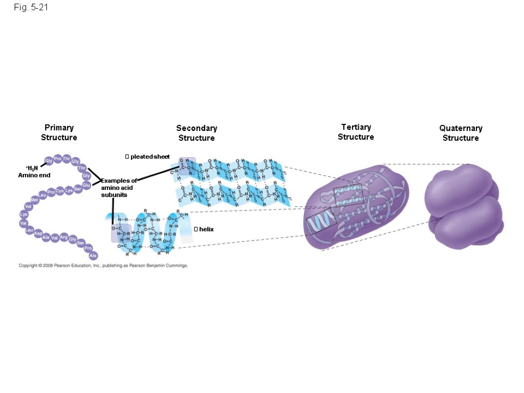 Fig. 5-21 Primary Structure Secondary Structure Tertiary Structure  pleated sheet Examples of amino